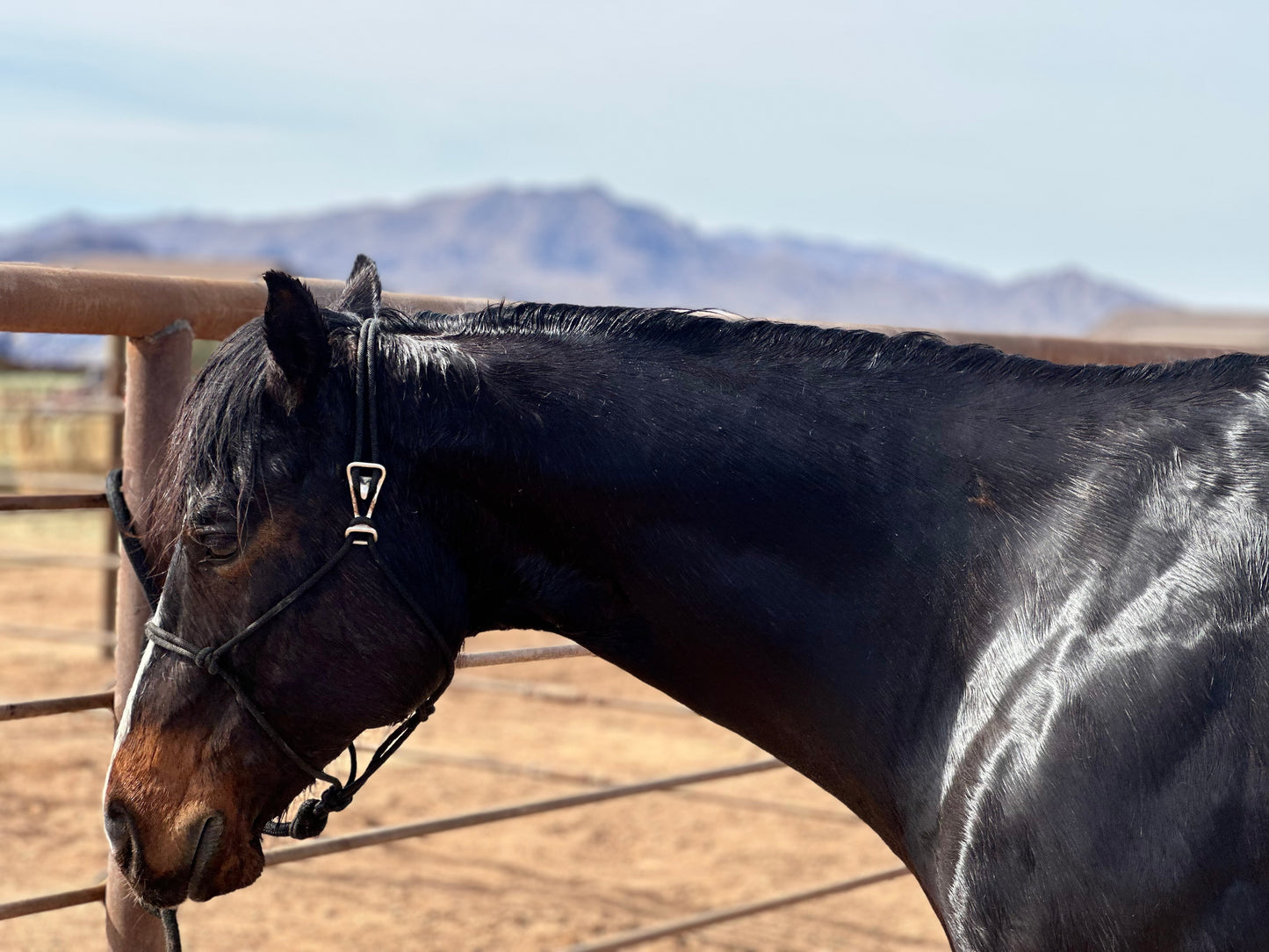 Black Easy Hook Rope Halter