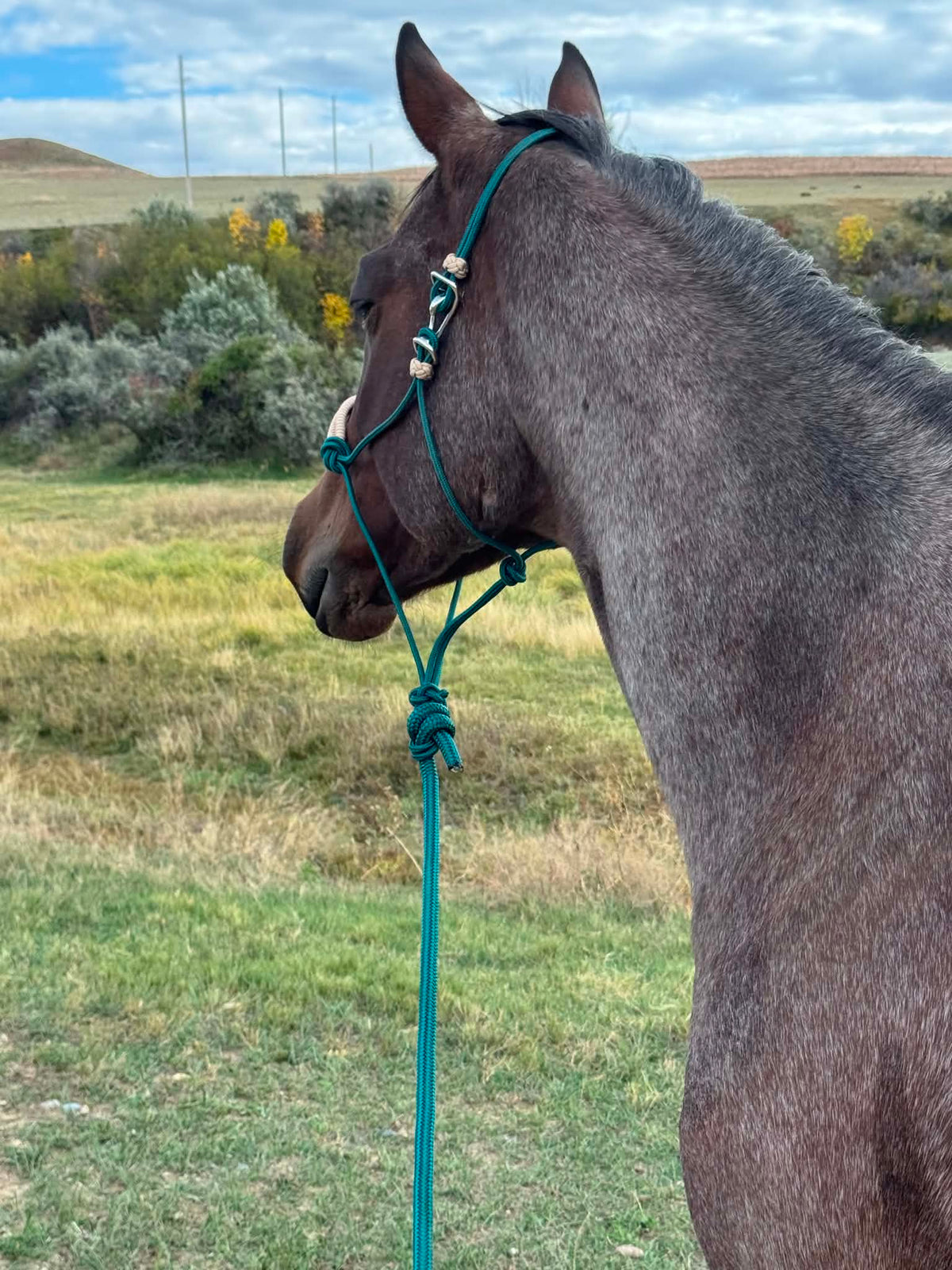 Deep Teal Noseband Halter