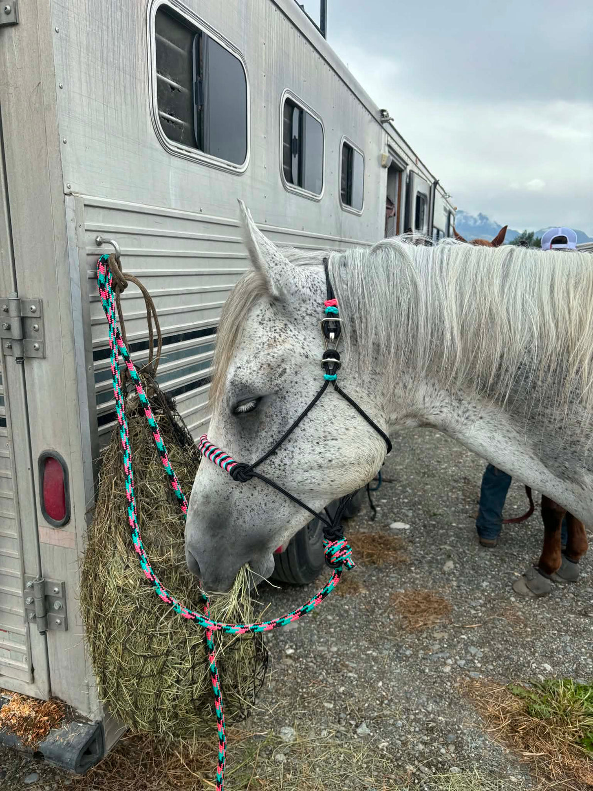 Turquoise, Pink & Black Leadrope with Easy Hook Rope Halter with noseband