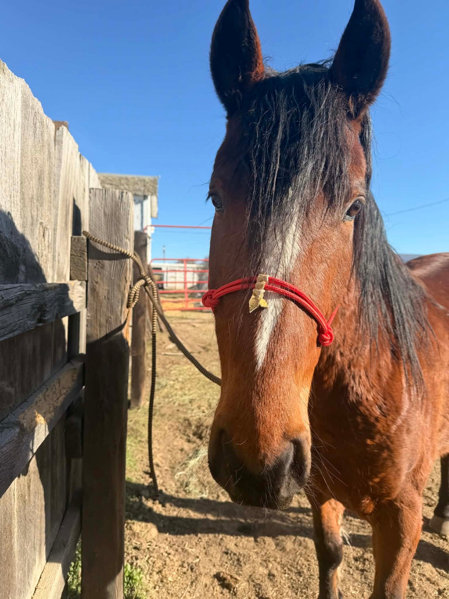 Draft Sized Rope Halter Easy Hook