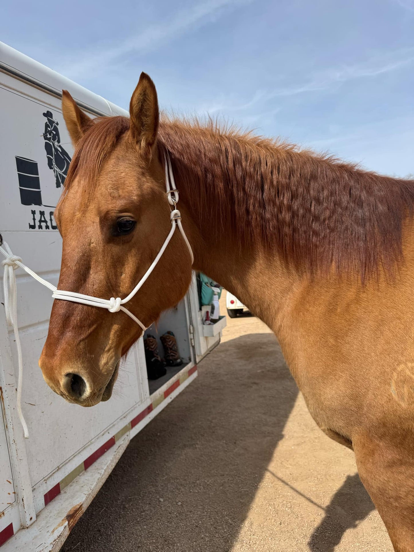 CUSTOM Color Easy Hook Halter