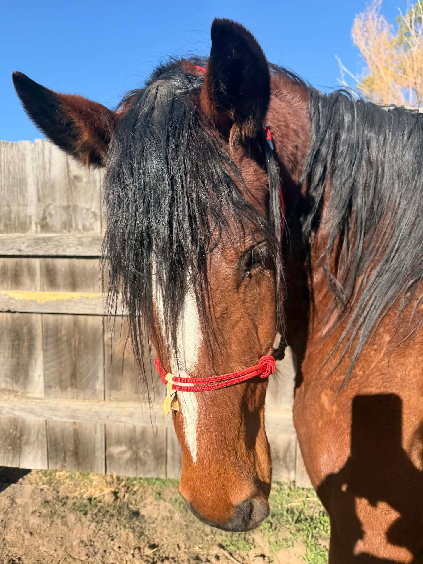 Draft Sized Rope Halter Easy Hook
