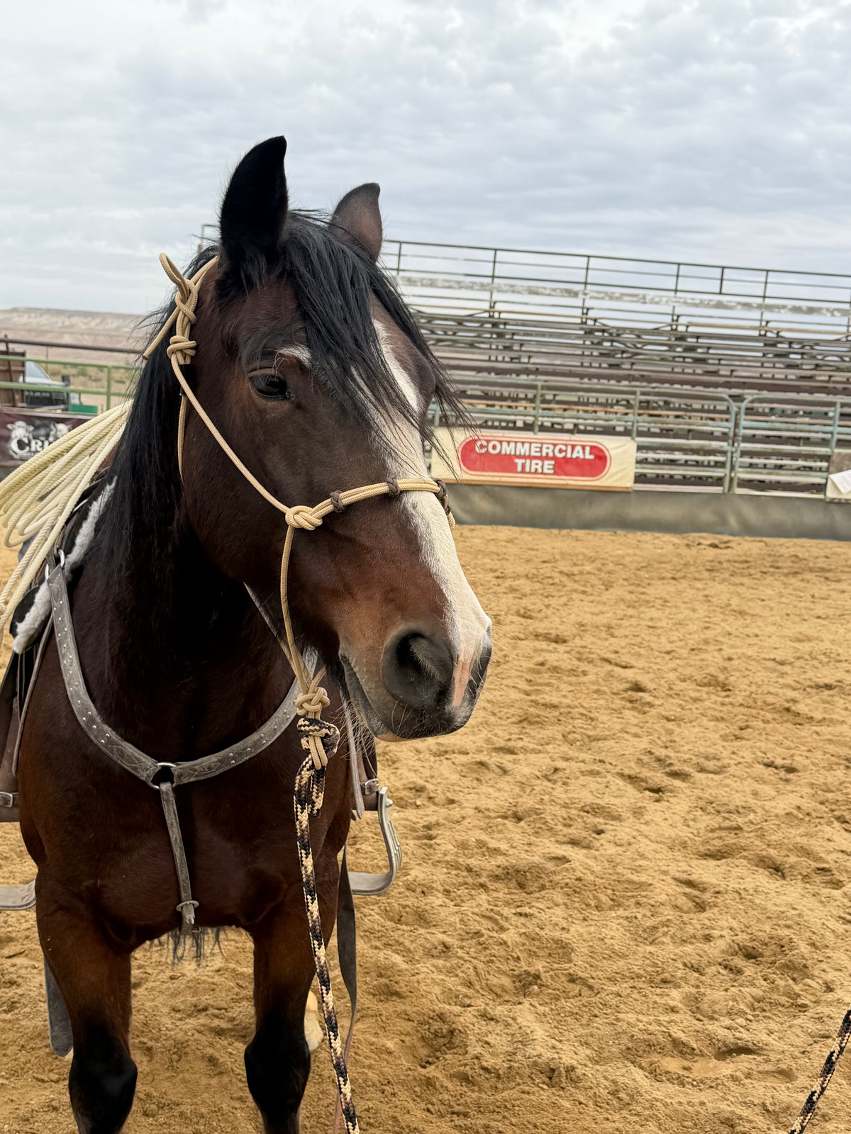 Four Button Noseband Easy Hook Rope Halter - Custom Color