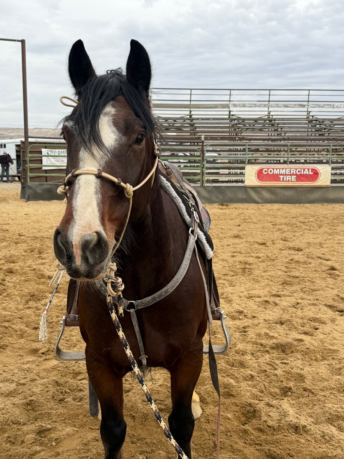 Four Button Noseband Easy Hook Rope Halter - Custom Color