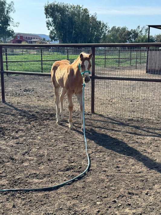 MINI OR FOAL size -  Easy Hook Rope Halter
