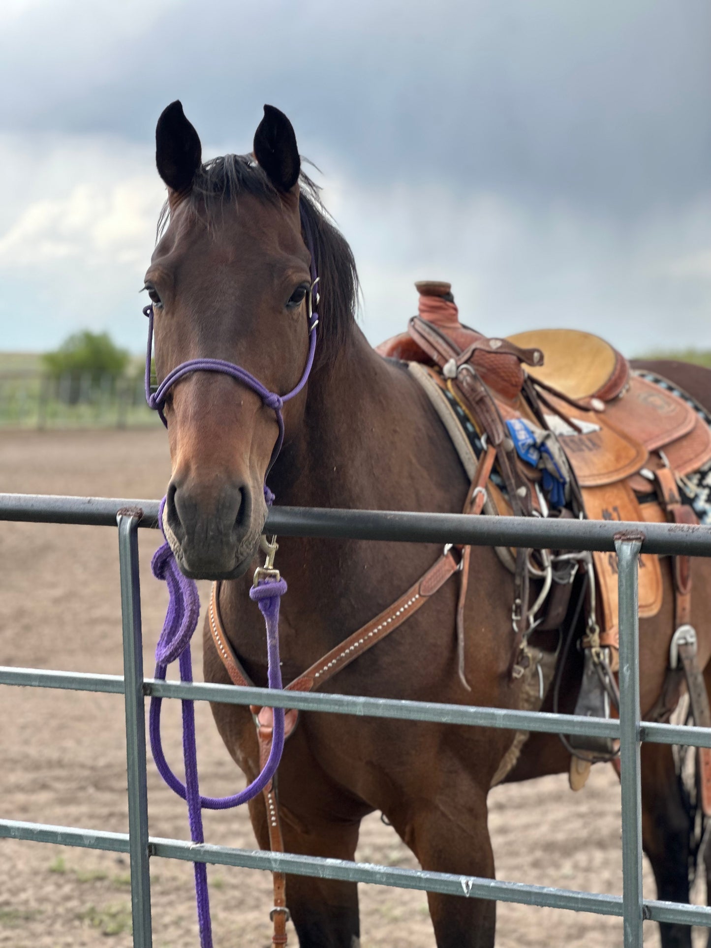 Purple Easy Hook Halter