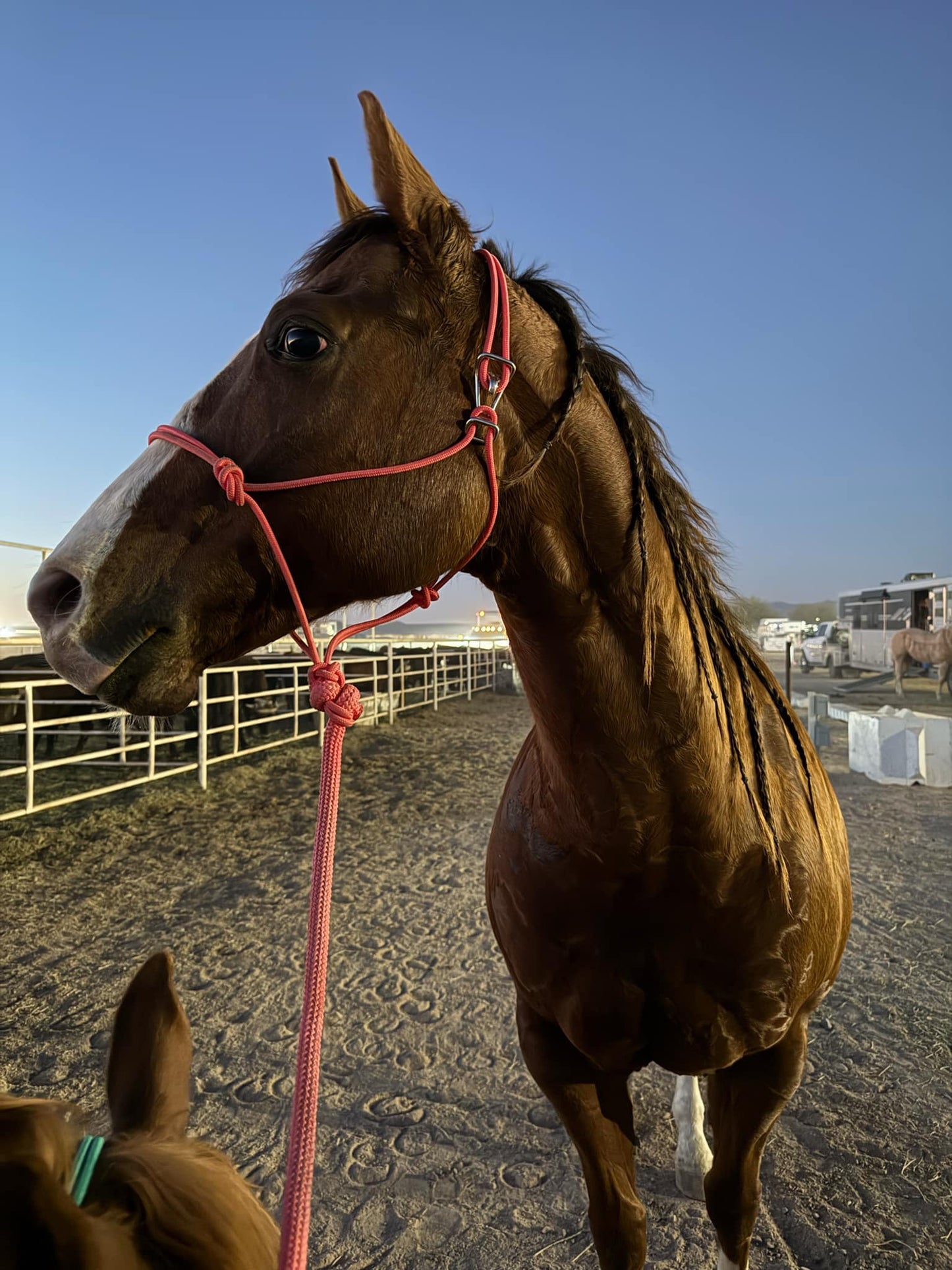 Bright Pink Easy Hook Halter