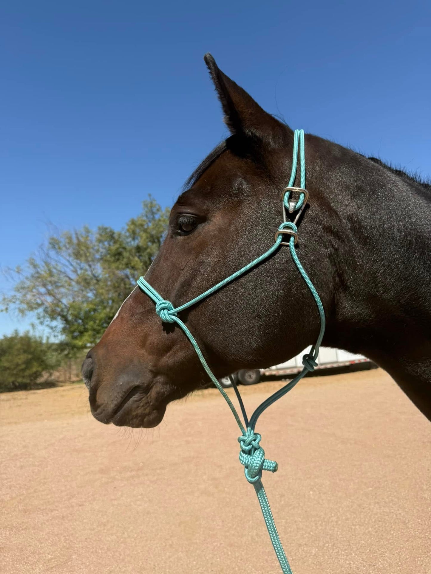 CUSTOM Easy Hook Halter