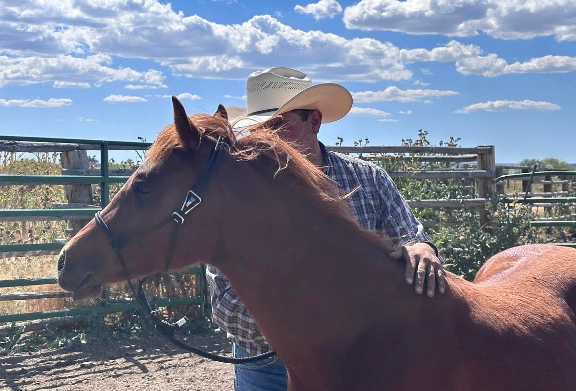 Yearling Easy Hook Rope Halter with Leadrope