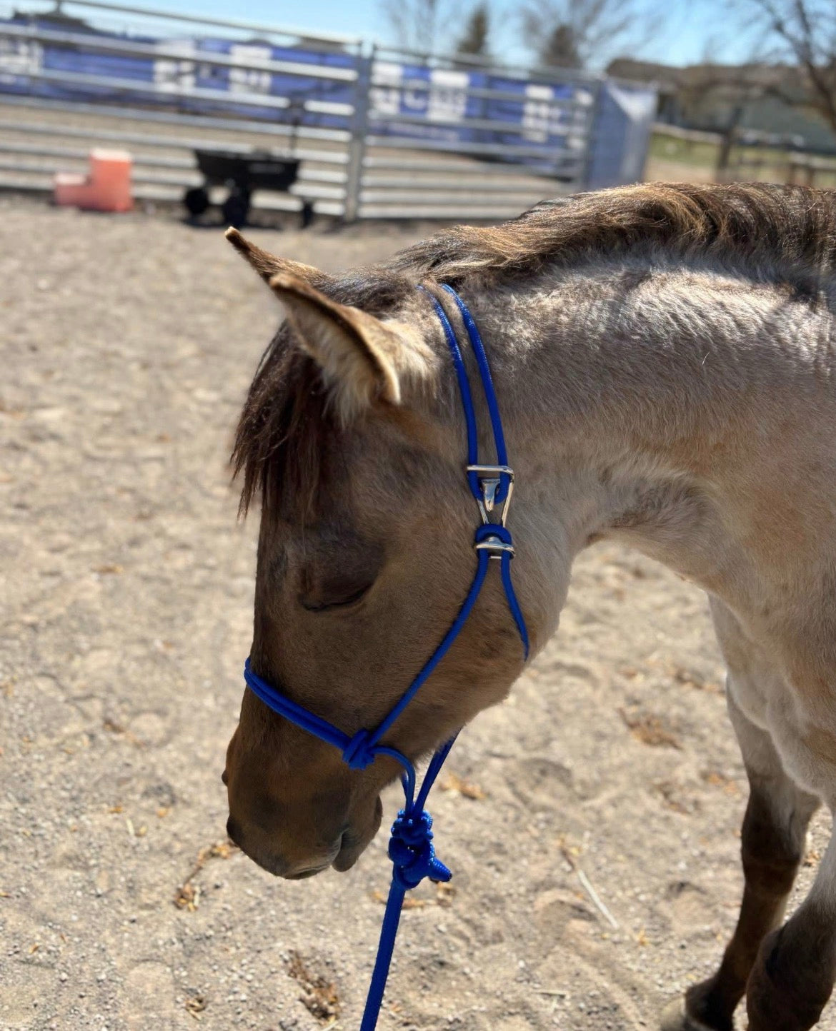 Yearling Easy Hook Rope Halter with Leadrope
