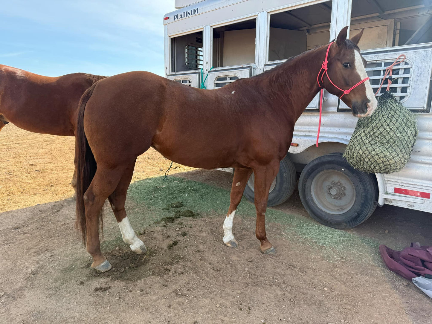 Bright Pink Easy Hook Halter