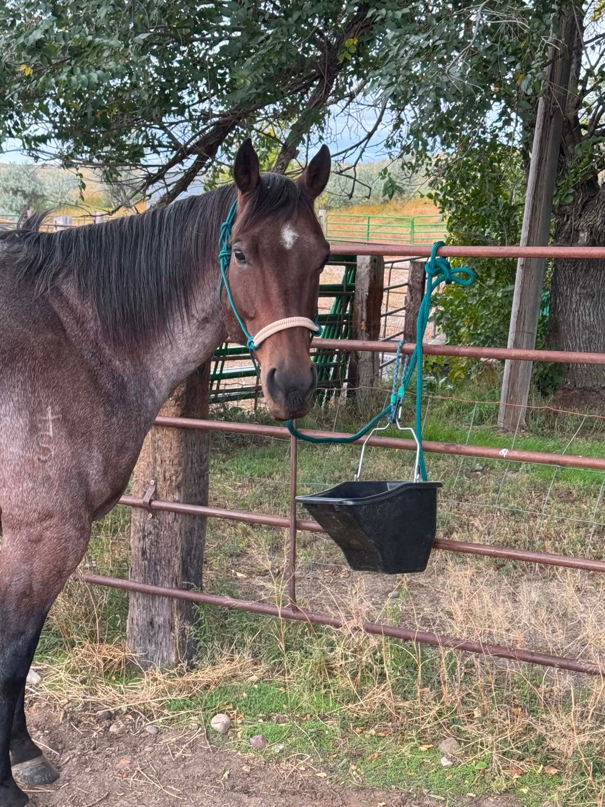 Deep Teal Noseband Halter