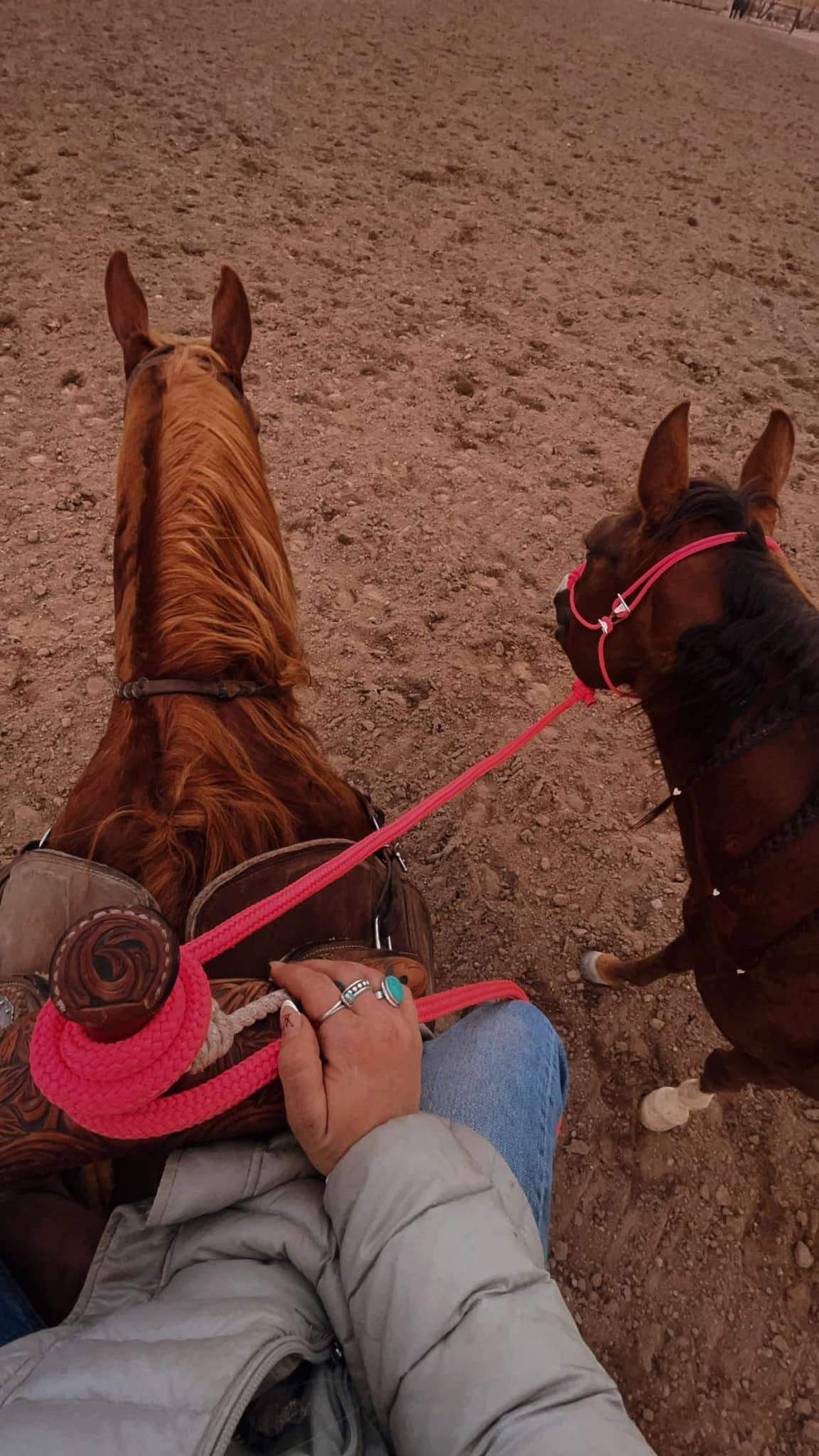 Bright Pink Easy Hook Halter