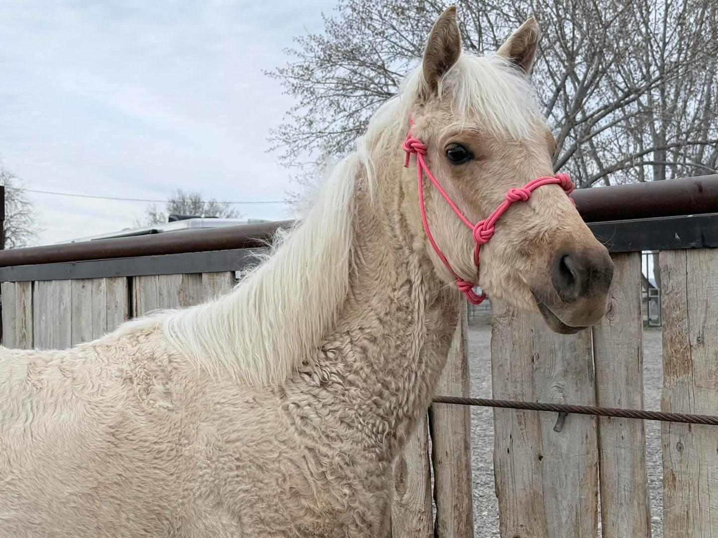 Easy Hook Halter - four knot noseband
