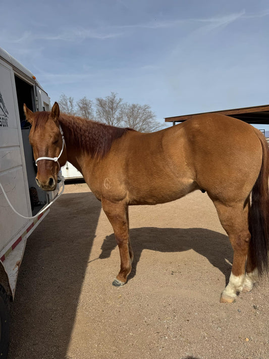 White Easy Hook Halter