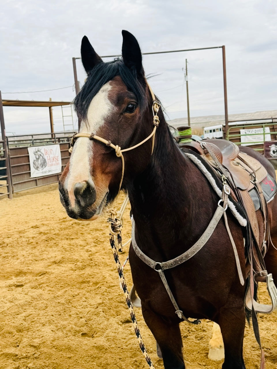 Four Button Noseband Easy Hook Rope Halter - Custom Color