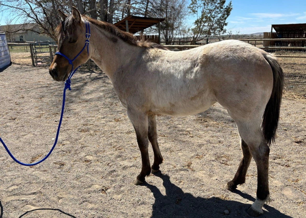 Yearling Easy Hook Rope Halter with Leadrope
