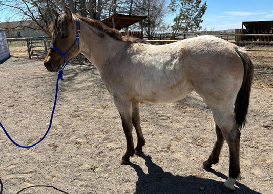 Yearling Easy Hook Rope Halter with Leadrope