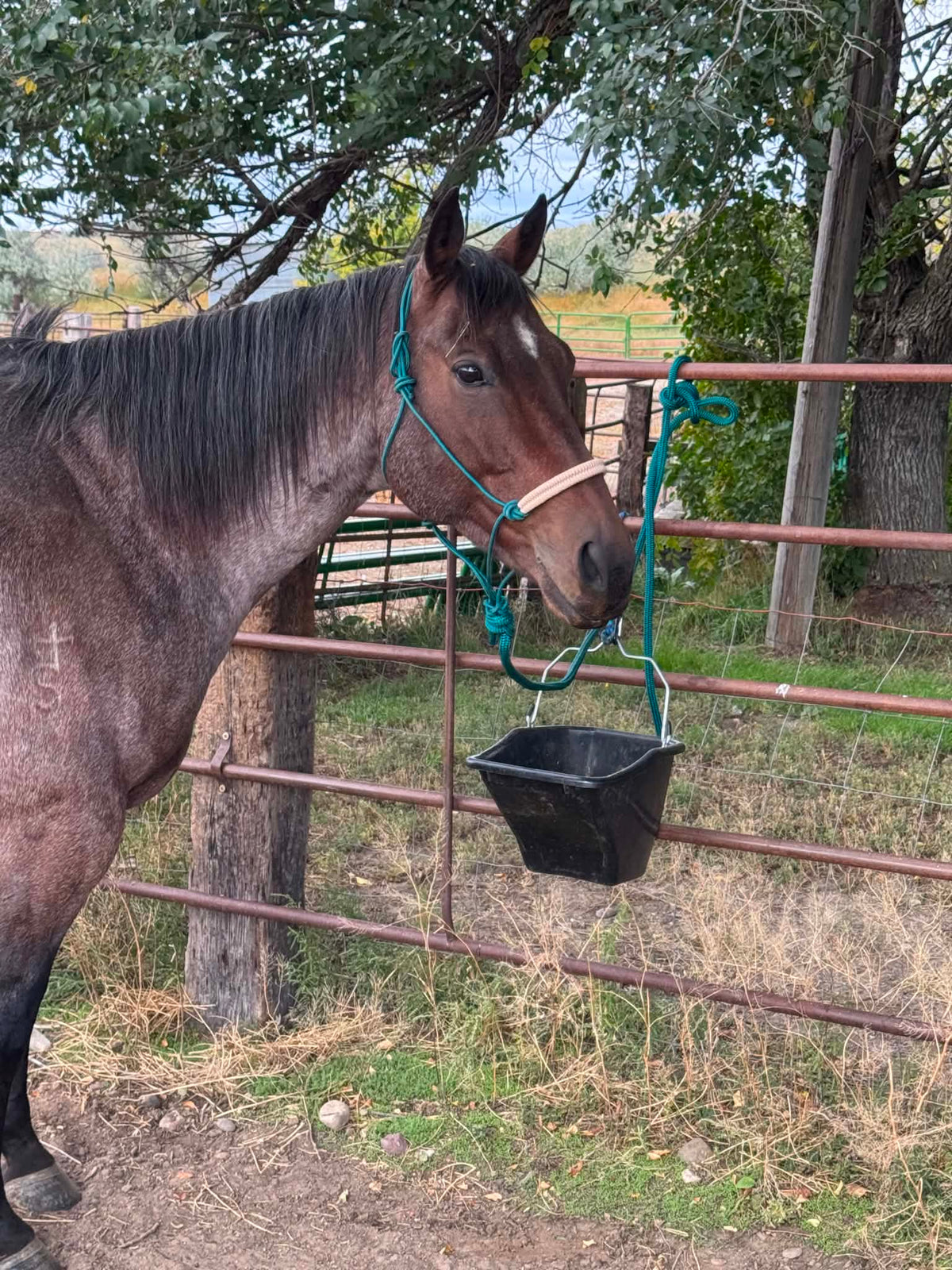 Deep Teal Noseband Halter