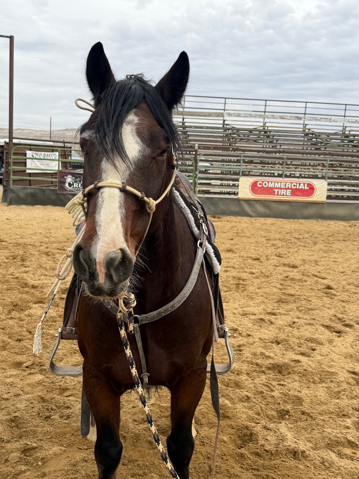 Four Button Noseband Easy Hook Rope Halter - Custom Color