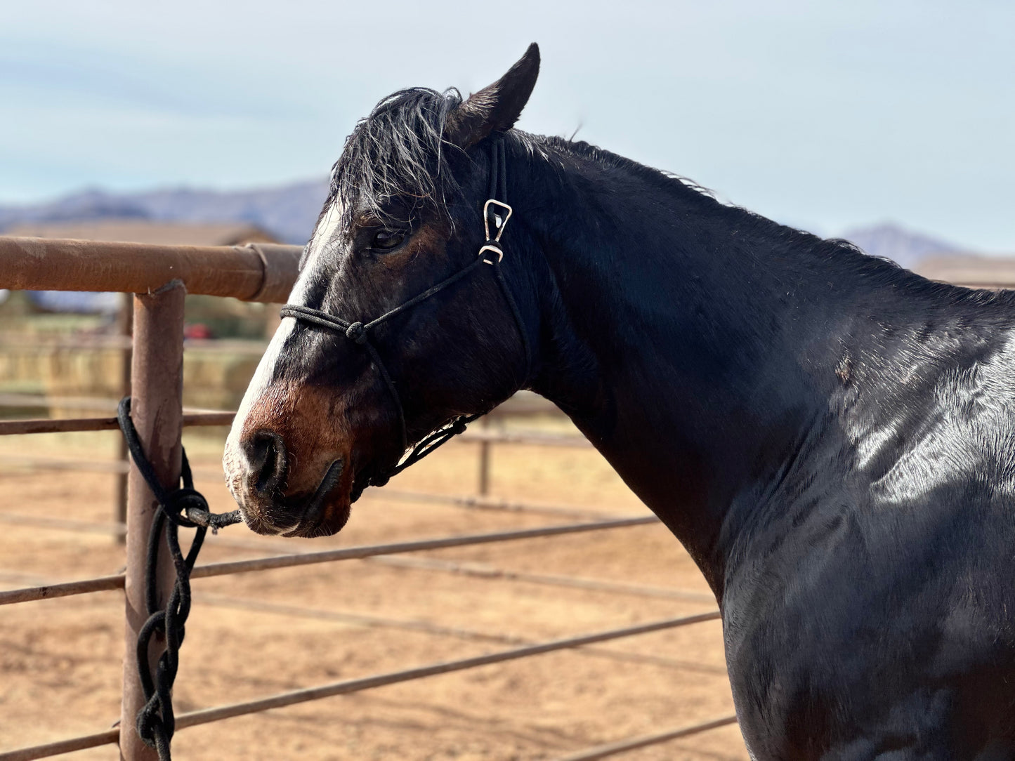 Black Easy Hook Rope Halter