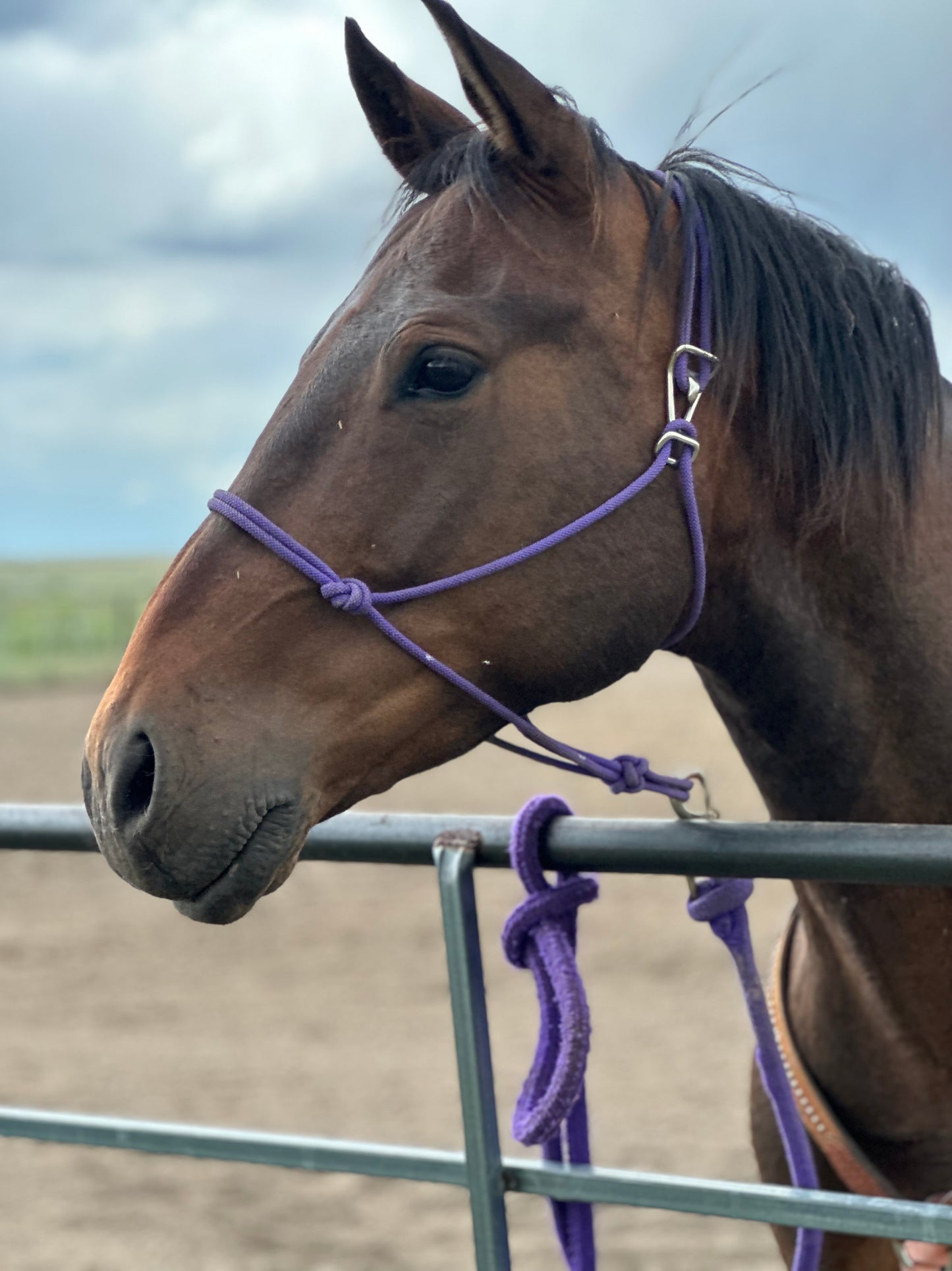 Purple Easy Hook Halter