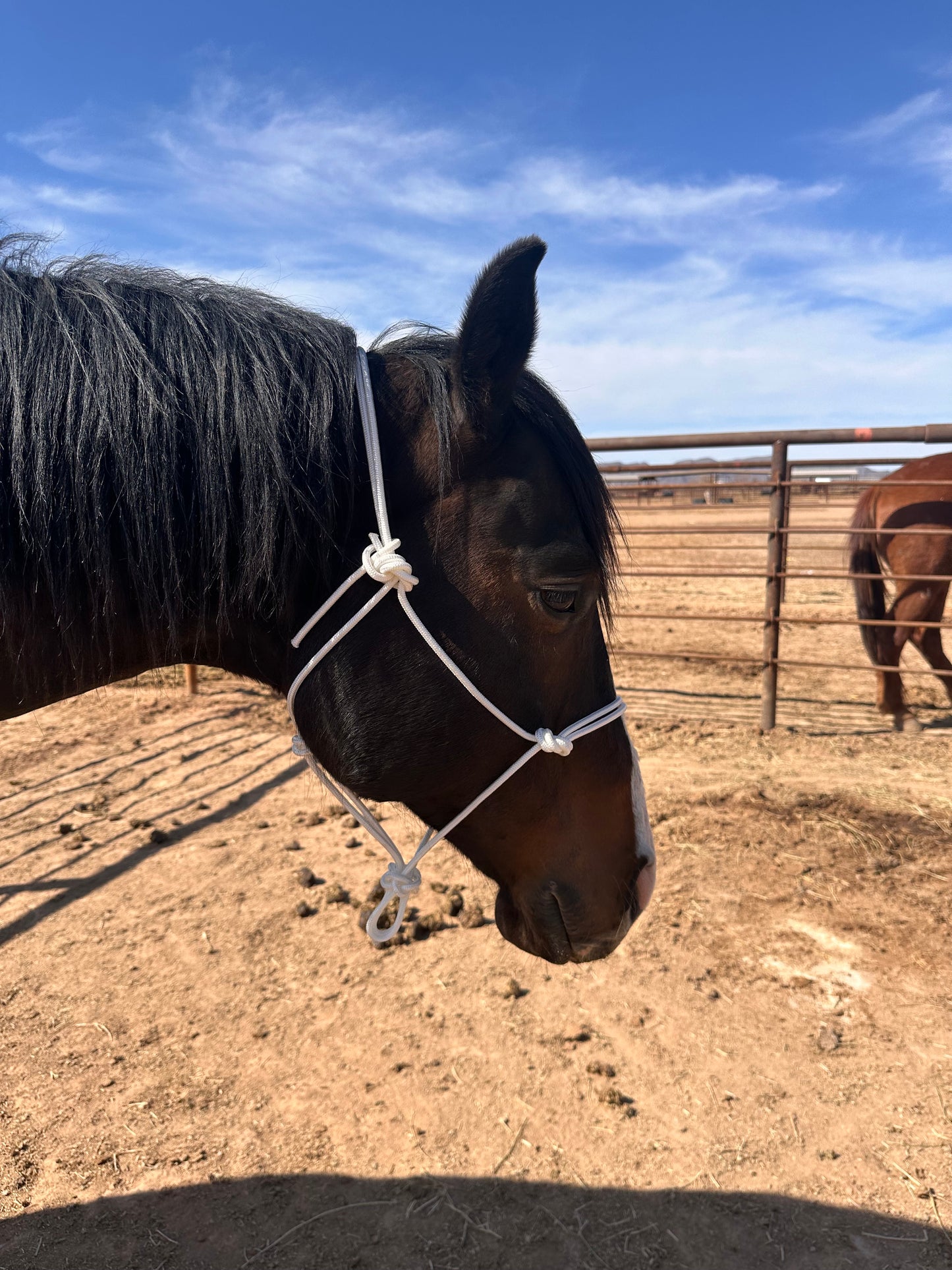 Easy Hook Halter - NO LEAD