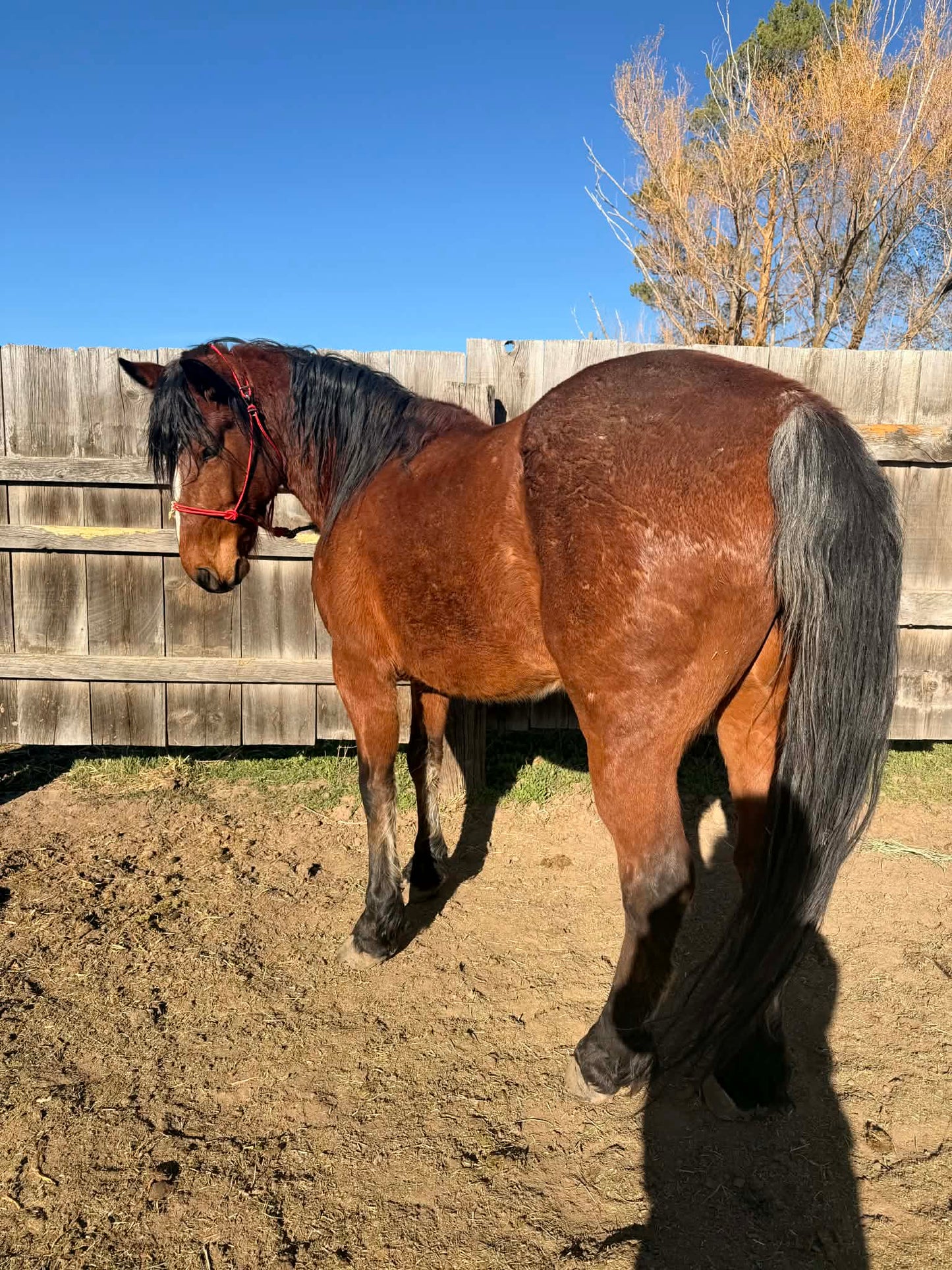 Draft Sized Rope Halter Easy Hook