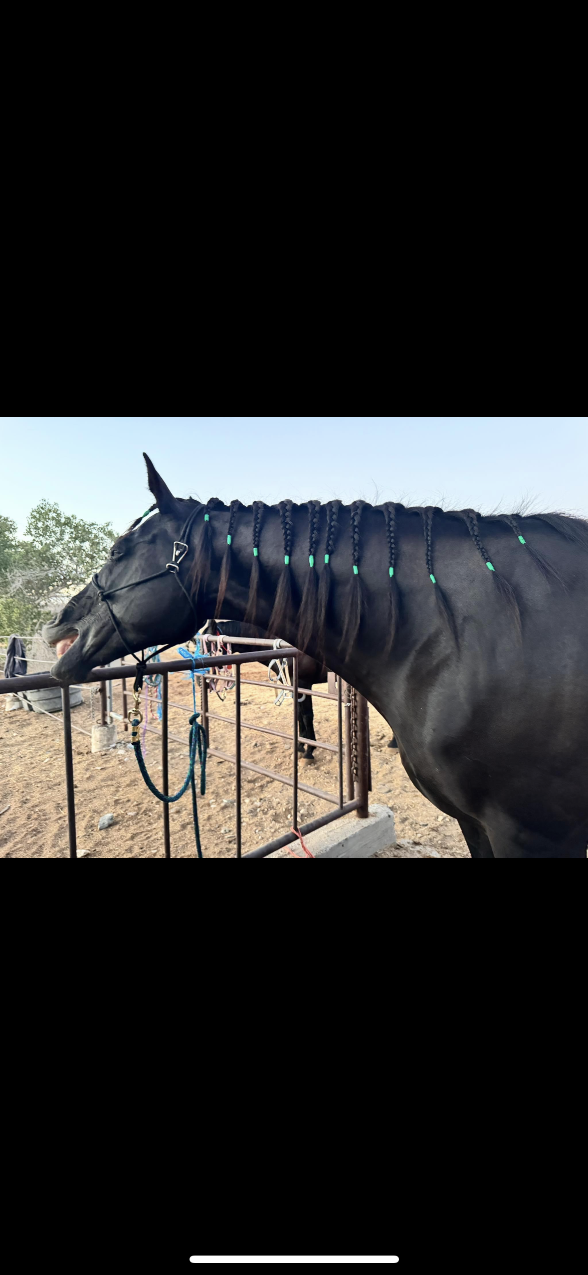 Black Easy Hook Rope Halter
