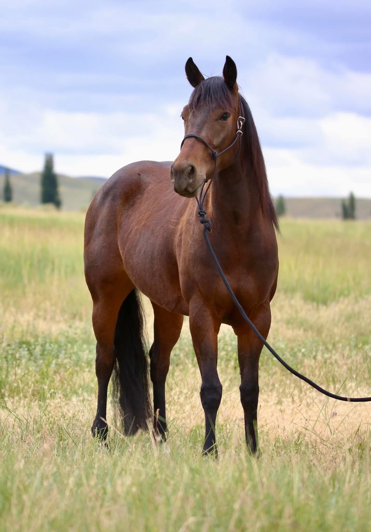 Black Easy Hook Rope Halter