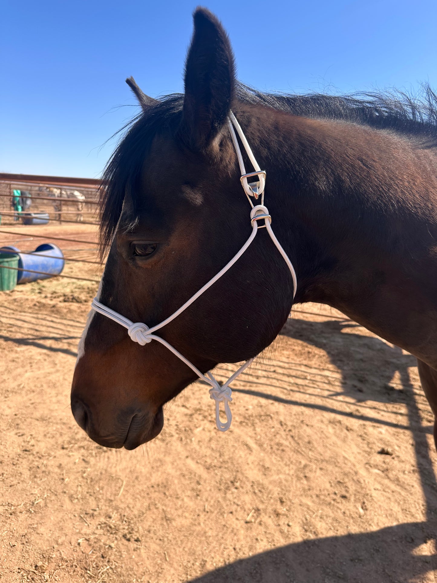 Easy Hook Halter - NO LEAD