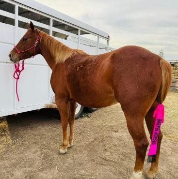 CUSTOM Color Easy Hook Halter