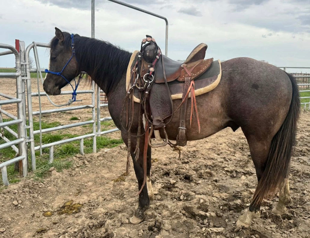 Easy Hook Halter - four knot noseband