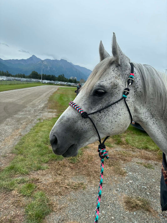 Turquoise, Pink & Black Leadrope with Easy Hook Rope Halter with noseband
