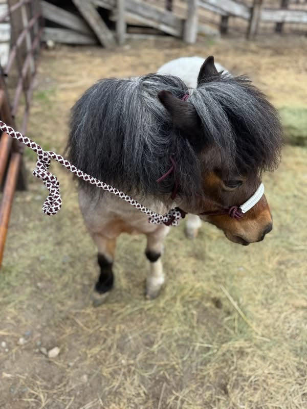 Wine & White Noseband Halter