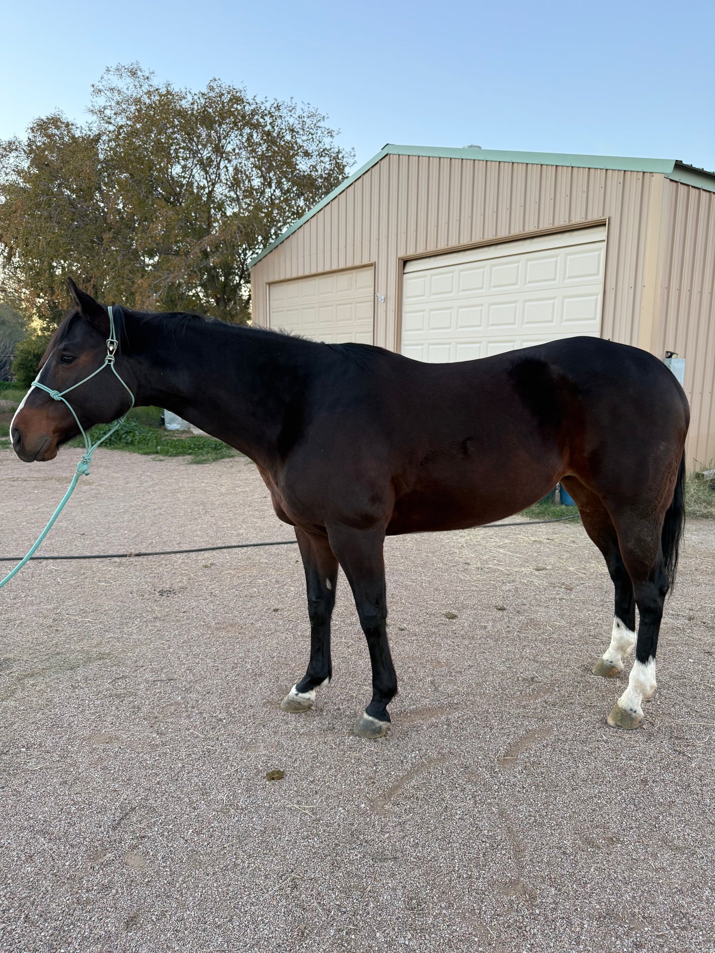 Official Winter Halter