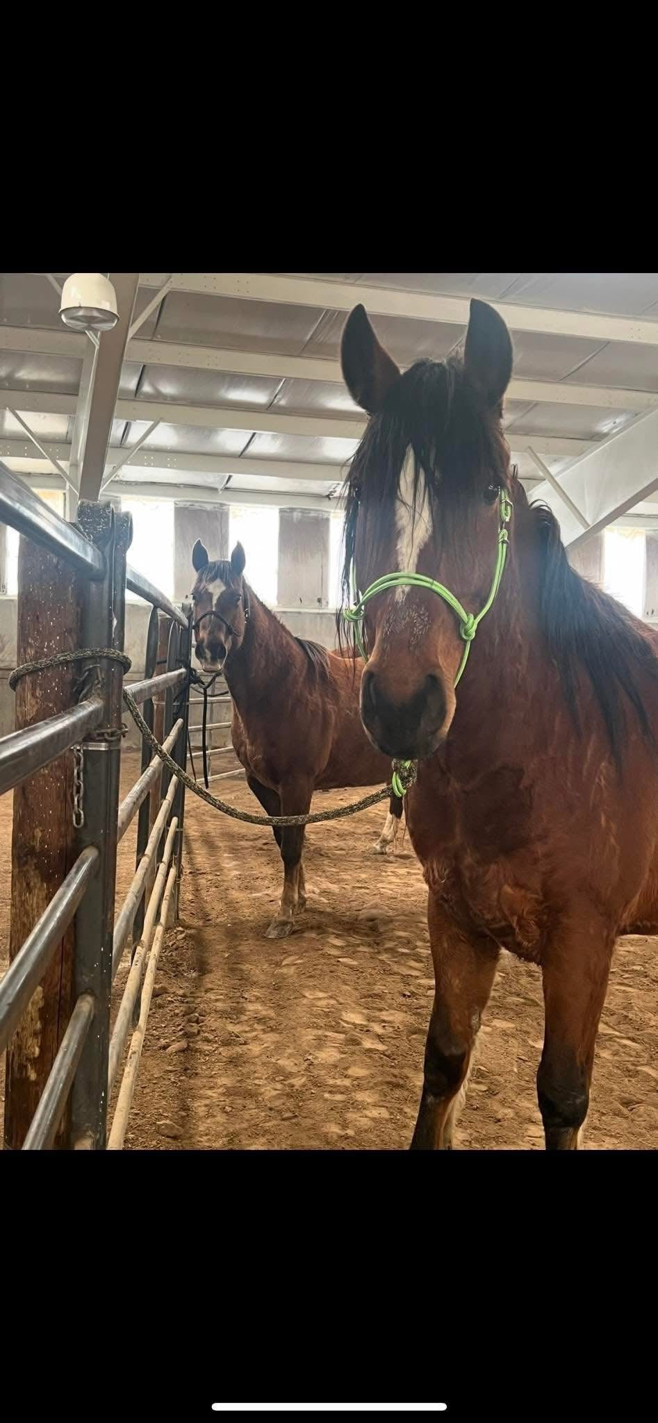 Draft Sized Rope Halter Easy Hook